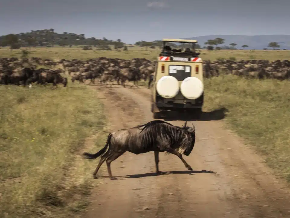 Migration de gnous en pleine savane du Serengeti, traversant la piste devant un véhicule de safari