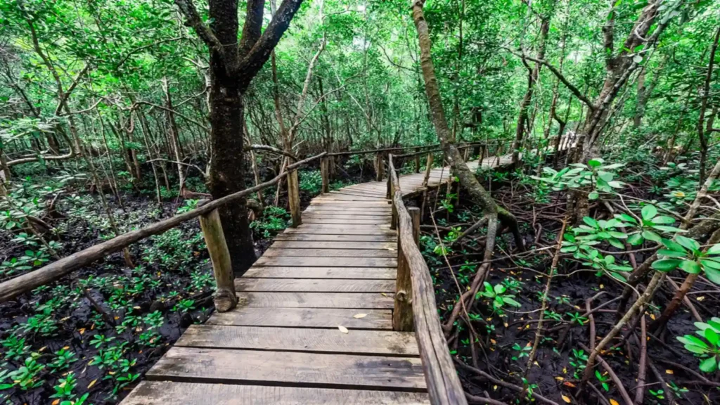 Forêt de mangrove à Zanzibar, passerelle en bois traversant racines et végétation tropicale