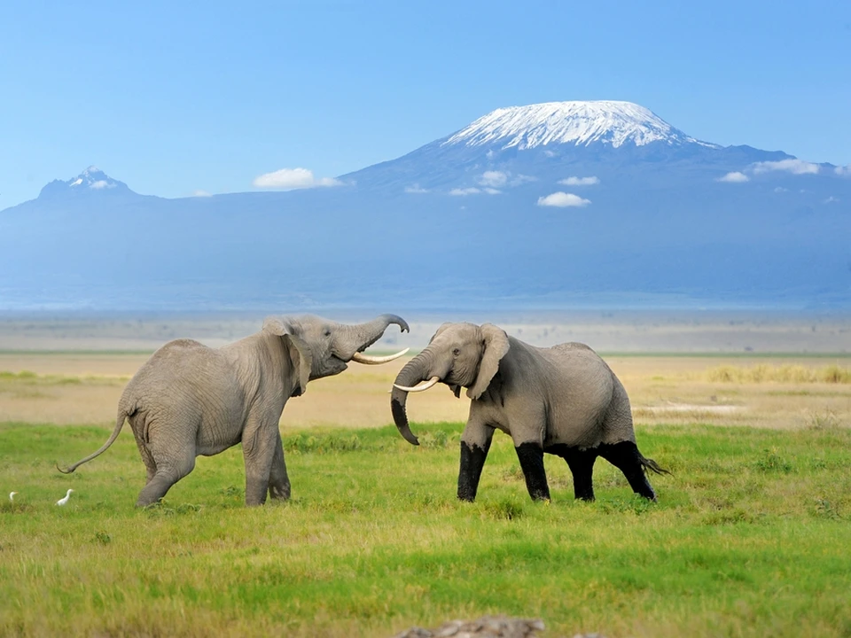 Éléphants dans la savane avec le Kilimandjaro en arrière-plan, Tanzanie